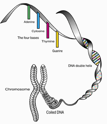 The Blundering DNA Genealogist: Basics: Generations Are Calculated