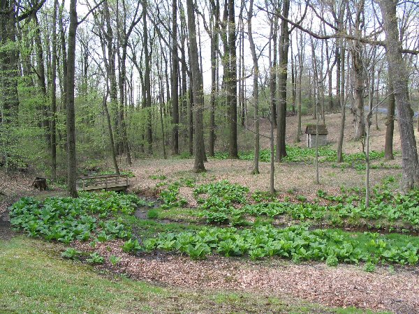 Wetlands