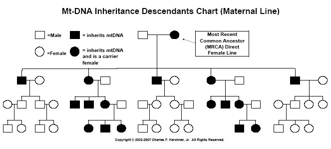 [mtDNA Inheritance Chart]