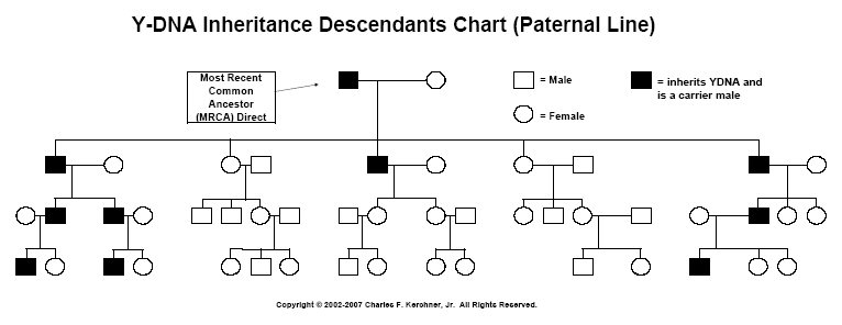 Dna Inheritance Chart