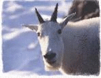Mountain Goat