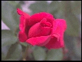 [Rose]